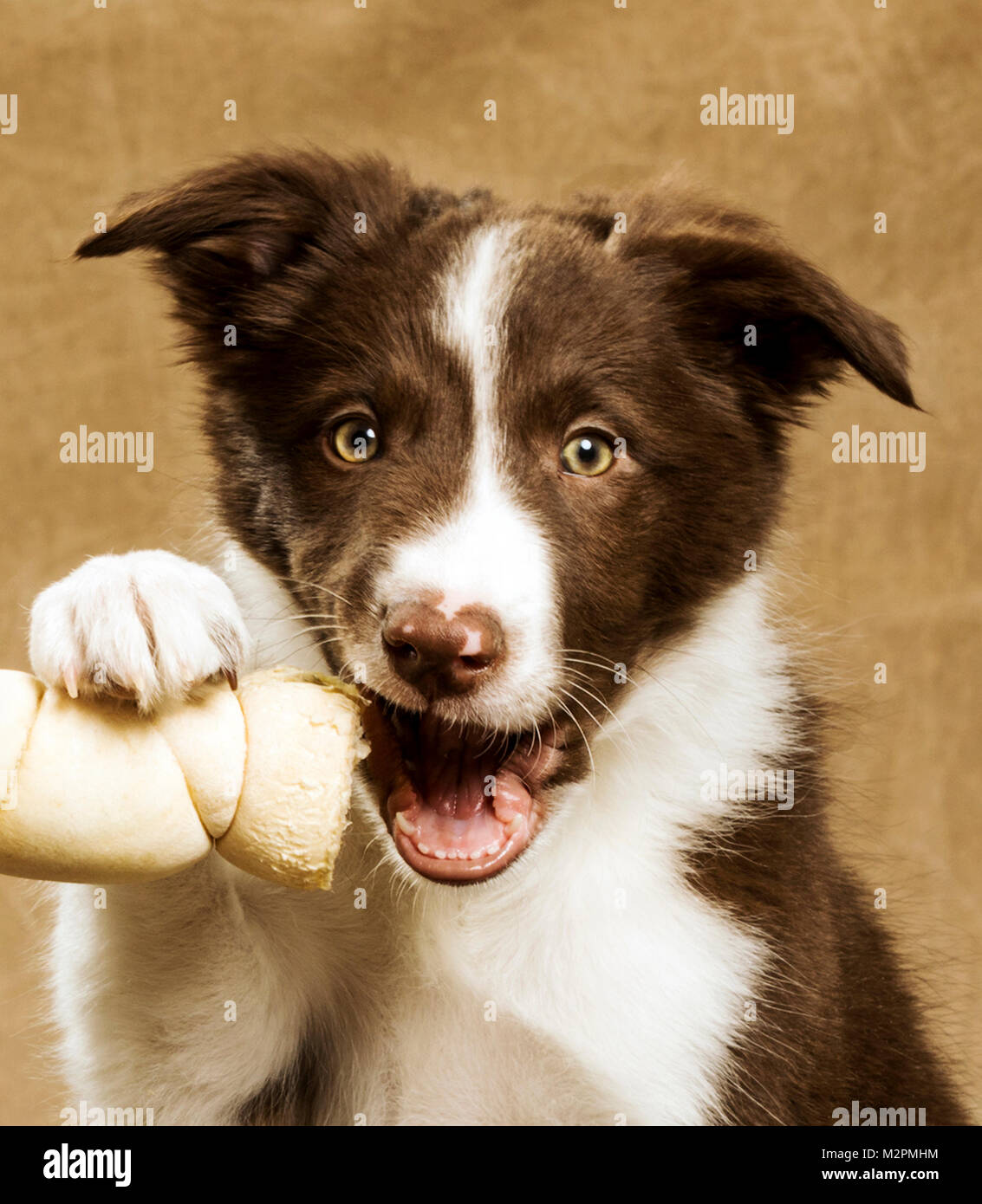Old border collie hi-res stock photography and images - Alamy