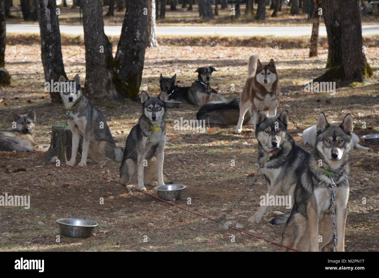 Sled dogs in the forest Stock Photo - Alamy