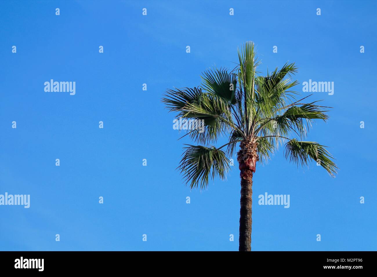 single palm tree with blue sky Stock Photo - Alamy