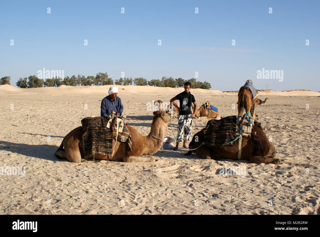 Camels and their Berber guides resting in the desert sand near Douz, Tunisia Stock Photo