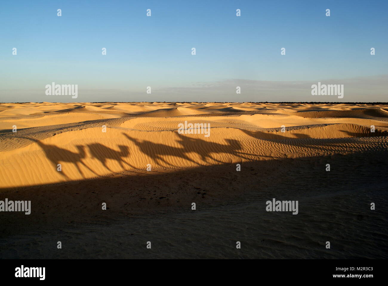 Shadows on the sand dunes of camels trekking in the Sahara desert near Douz, Tunisia Stock Photo