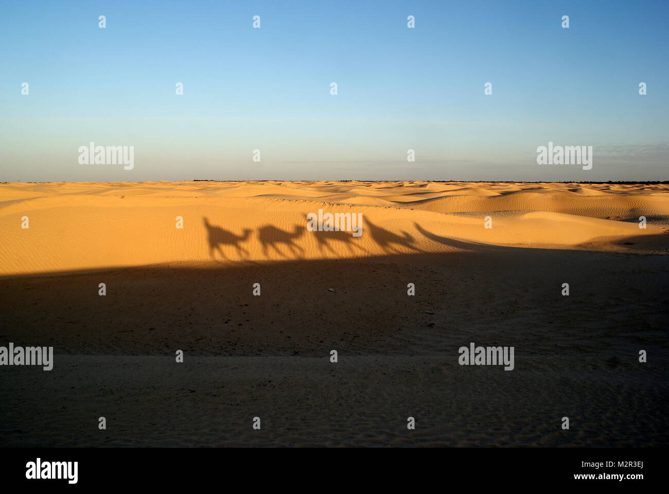 Shadows on the sand dunes of camels trekking in the Sahara desert near Douz, Tunisia Stock Photo