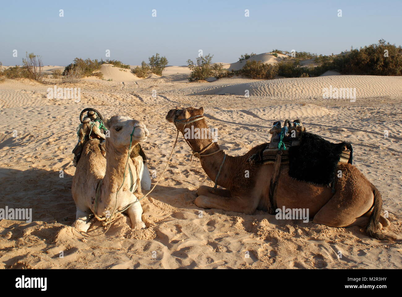 Camels resting in the Sahara desert near Douz, Tunisia Stock Photo