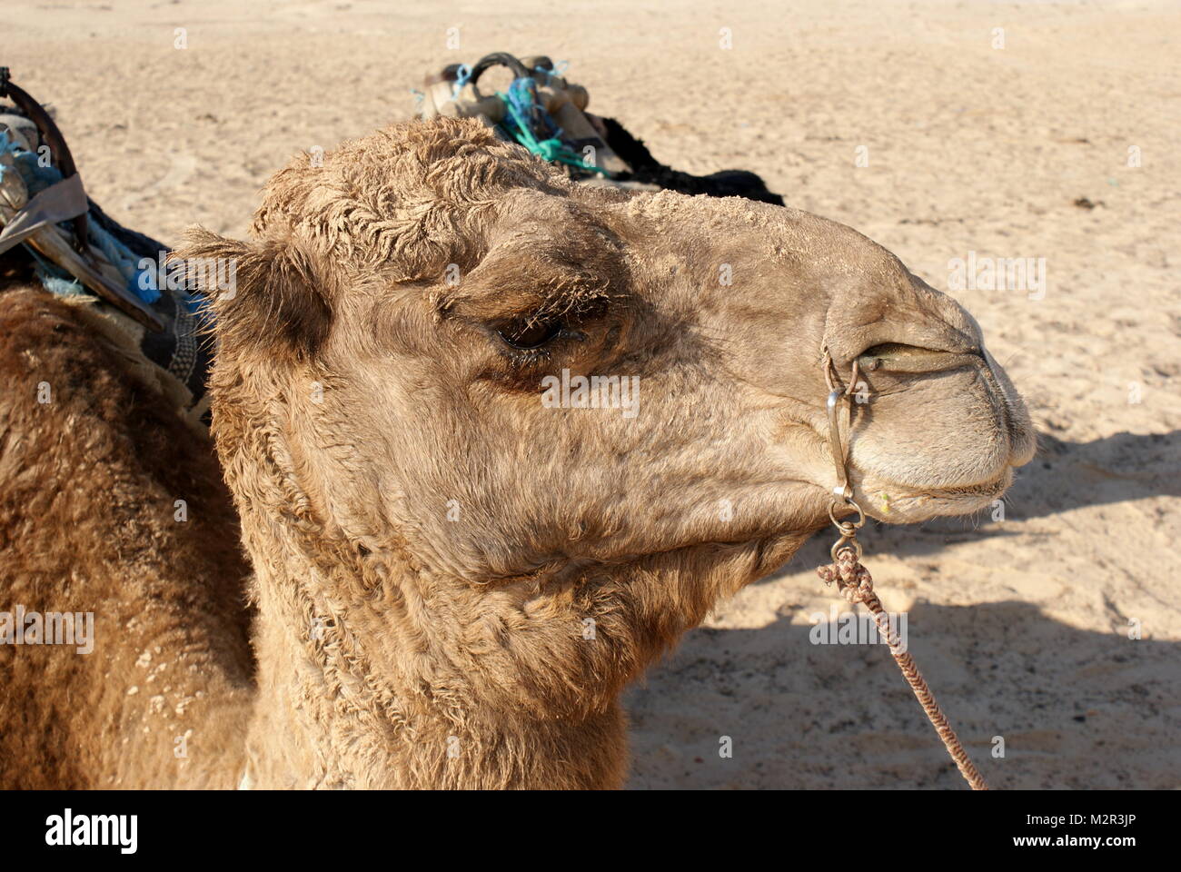 Camel head, Douz, Tunisia Stock Photo