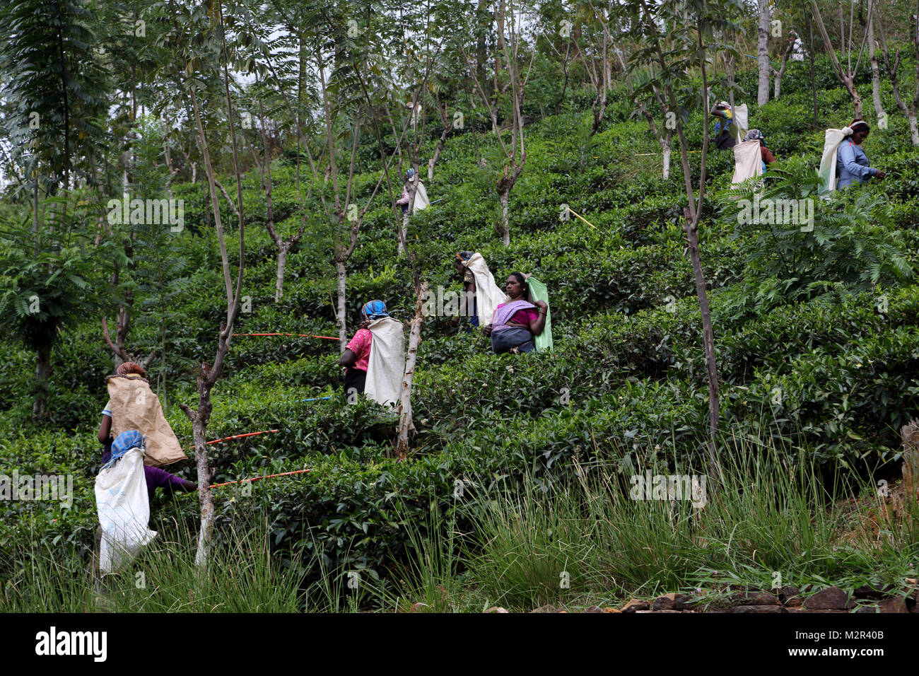 Tea Pickers at Tea Plantation Nuwara Eliya Hill Country Central Province Sri Lanka Stock Photo