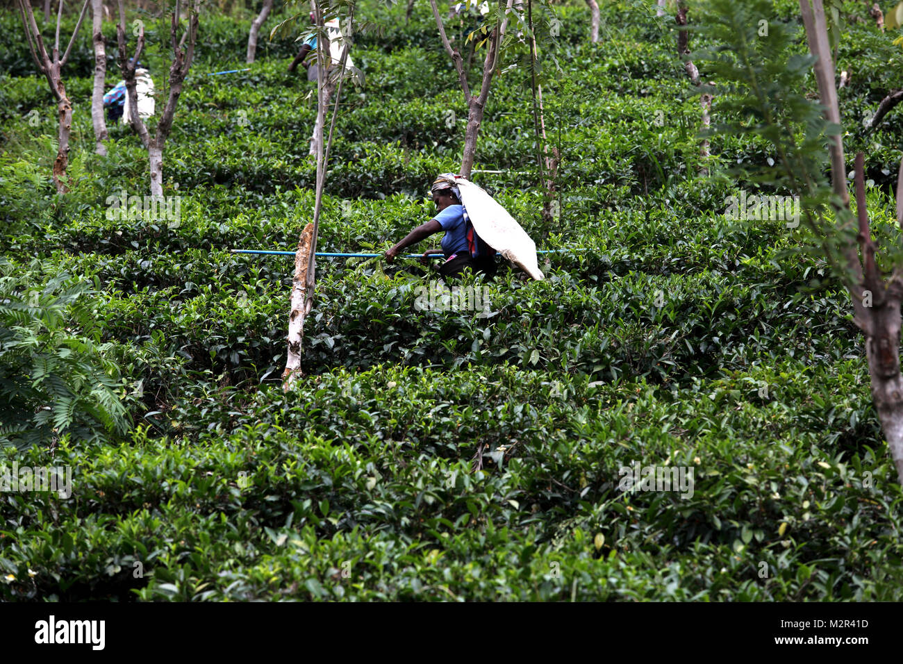 Tea Pickers at Tea Plantation Nuwara Eliya Hill Country Central Province Sri Lanka Stock Photo