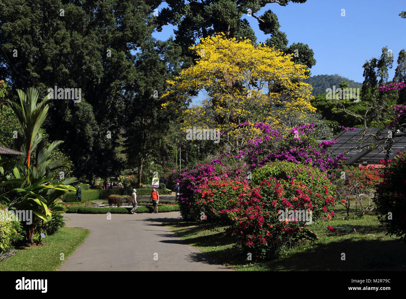 Peradeniya Kandy Central Province Sri Lanka Peradeniya Royal Botanic Gardens Stock Photo