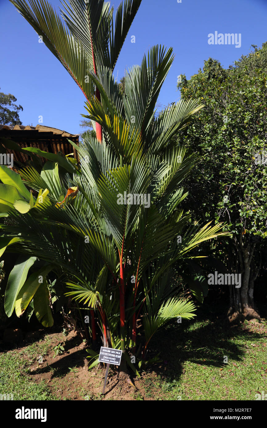 Peradeniya Kandy Central Province Sri Lanka Peradeniya Royal Botanic Gardens Sealing Wax Palm from Malaysia and Indonesia Stock Photo