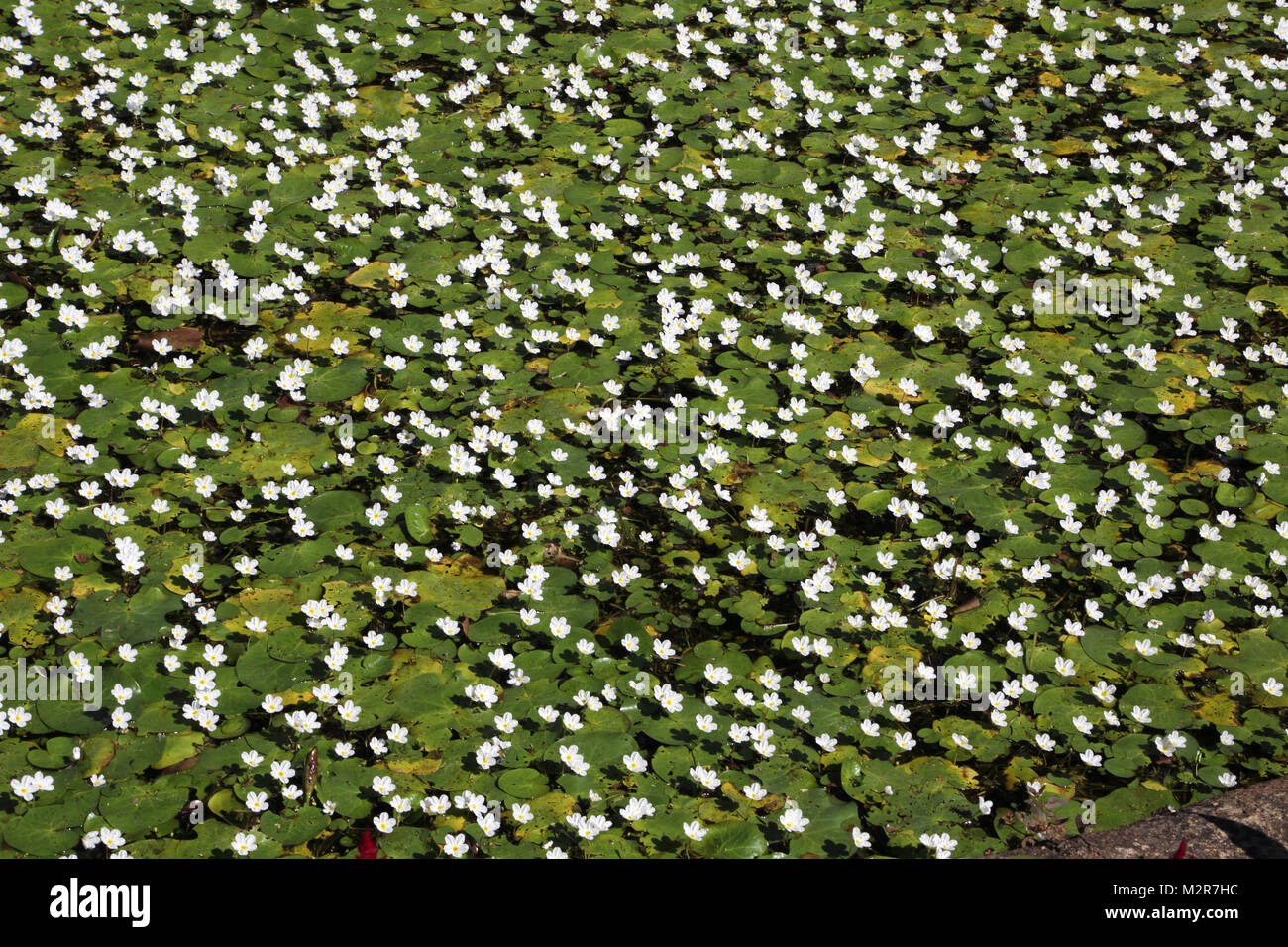 Lily pond royal botanic gardens hires stock photography and images Alamy