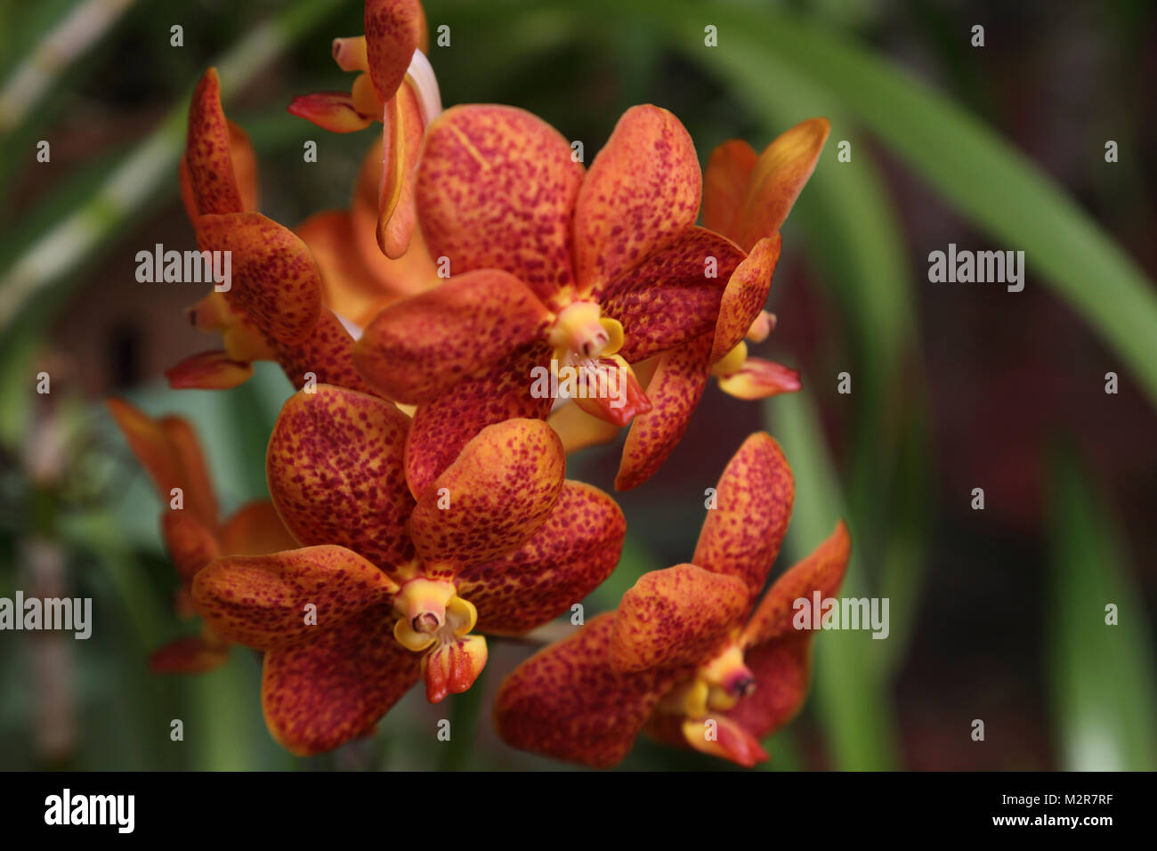 Peradeniya Kandy Central Province Sri Lanka Peradeniya Royal Botanic Gardens Orchid House Stock Photo