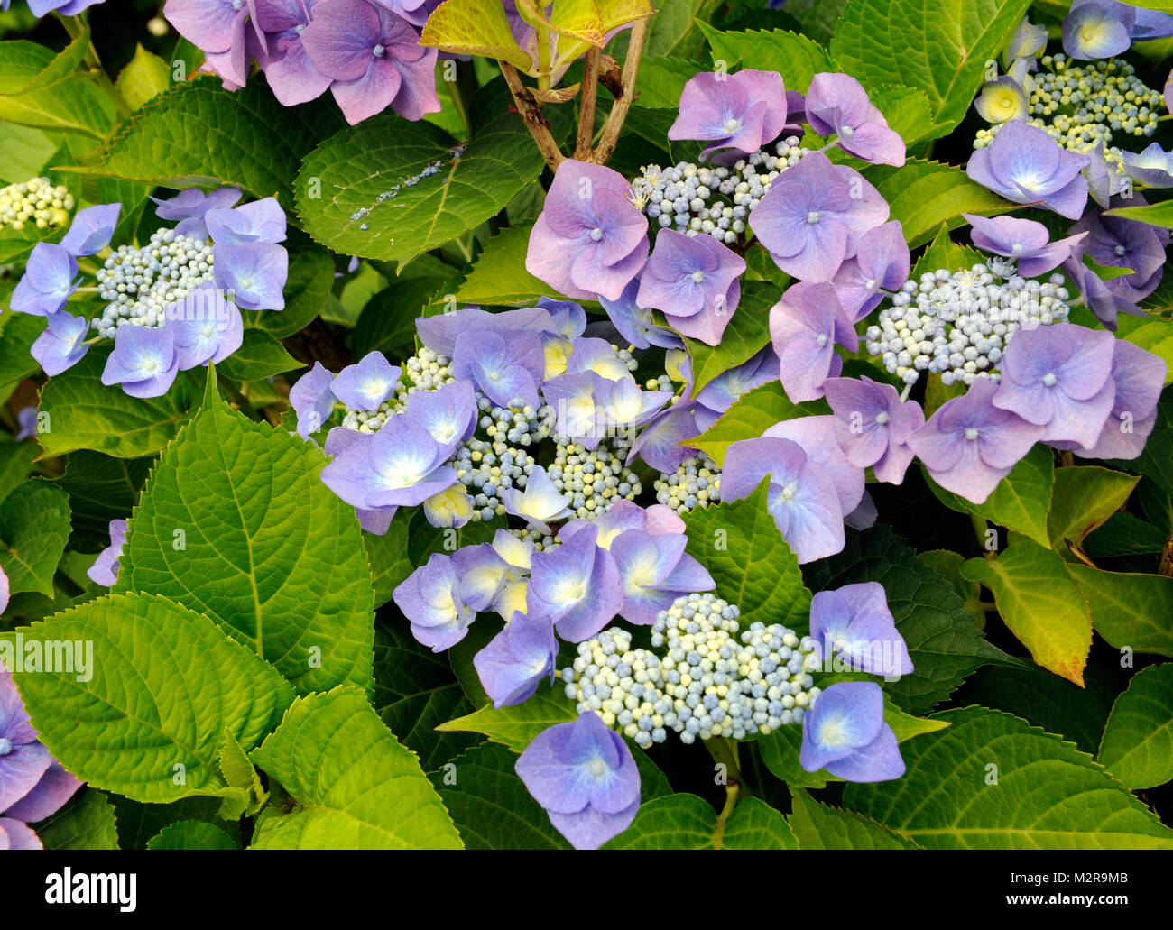 Blue blossoming hortensia, Hydrangea macrophylla, sort 'Blue Bonnet', Stock Photo