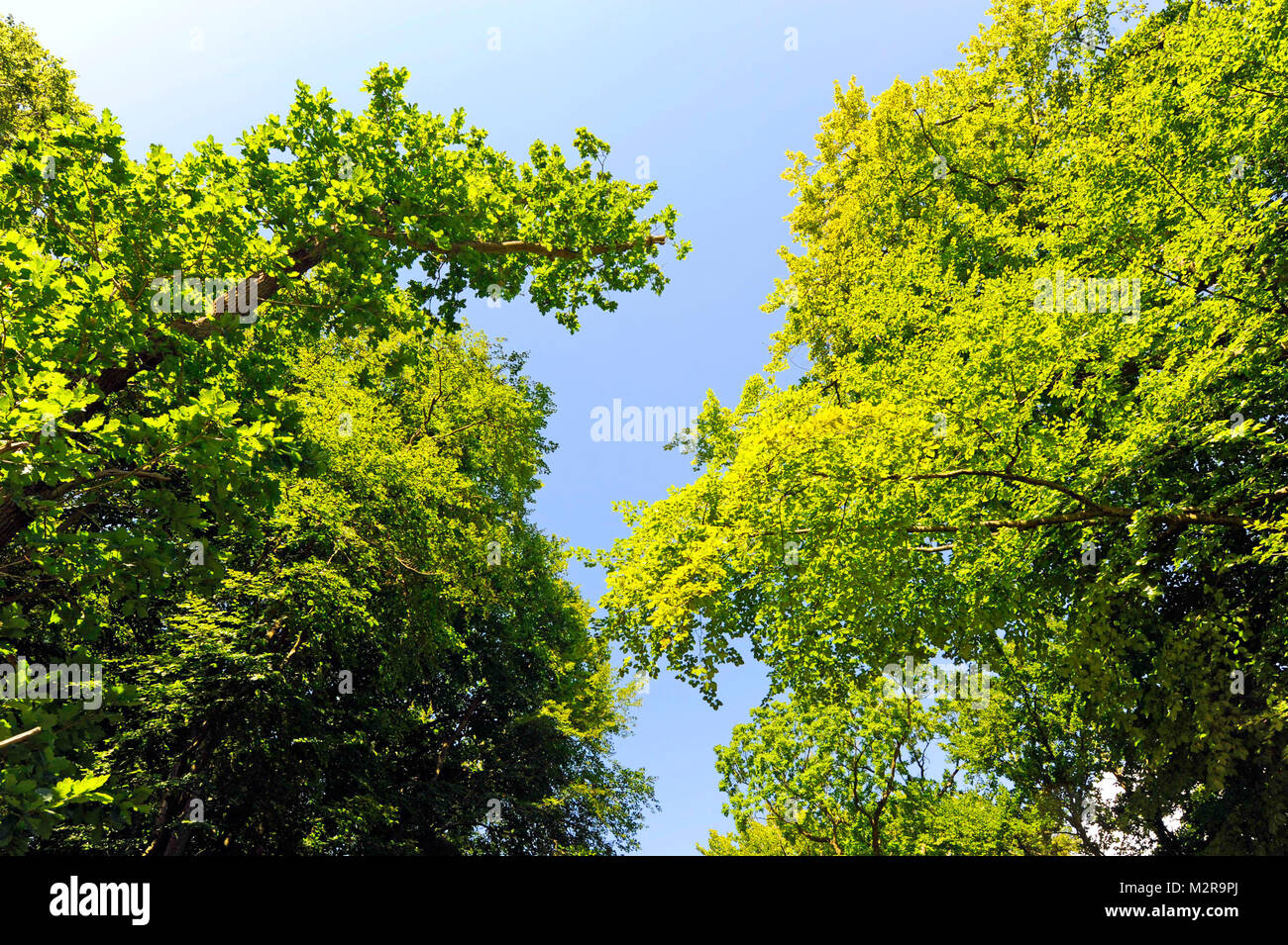 view to the treetops of a healthy foliage mixed forest with copper beeches, maples, oaks and other broad-leaved trees Stock Photo