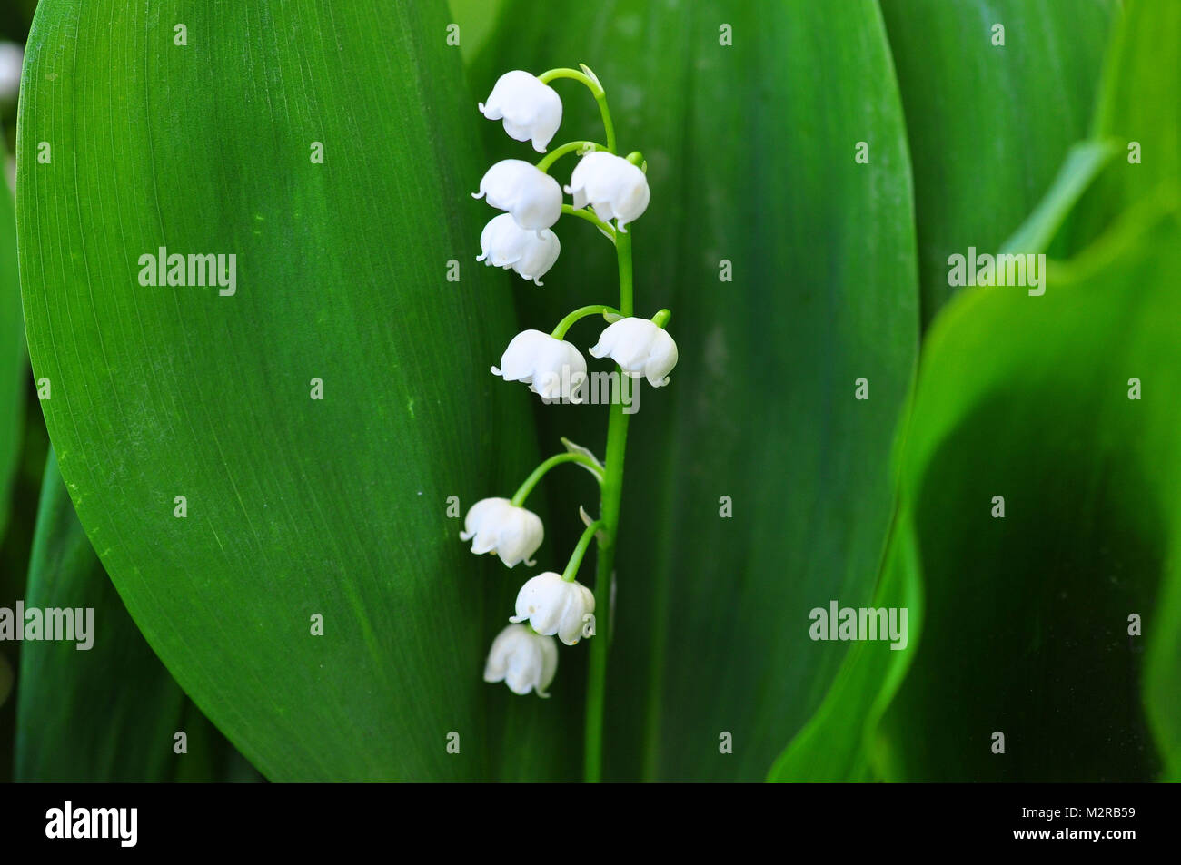 Lilies of the valley, Convallaria majalis Stock Photo Alamy