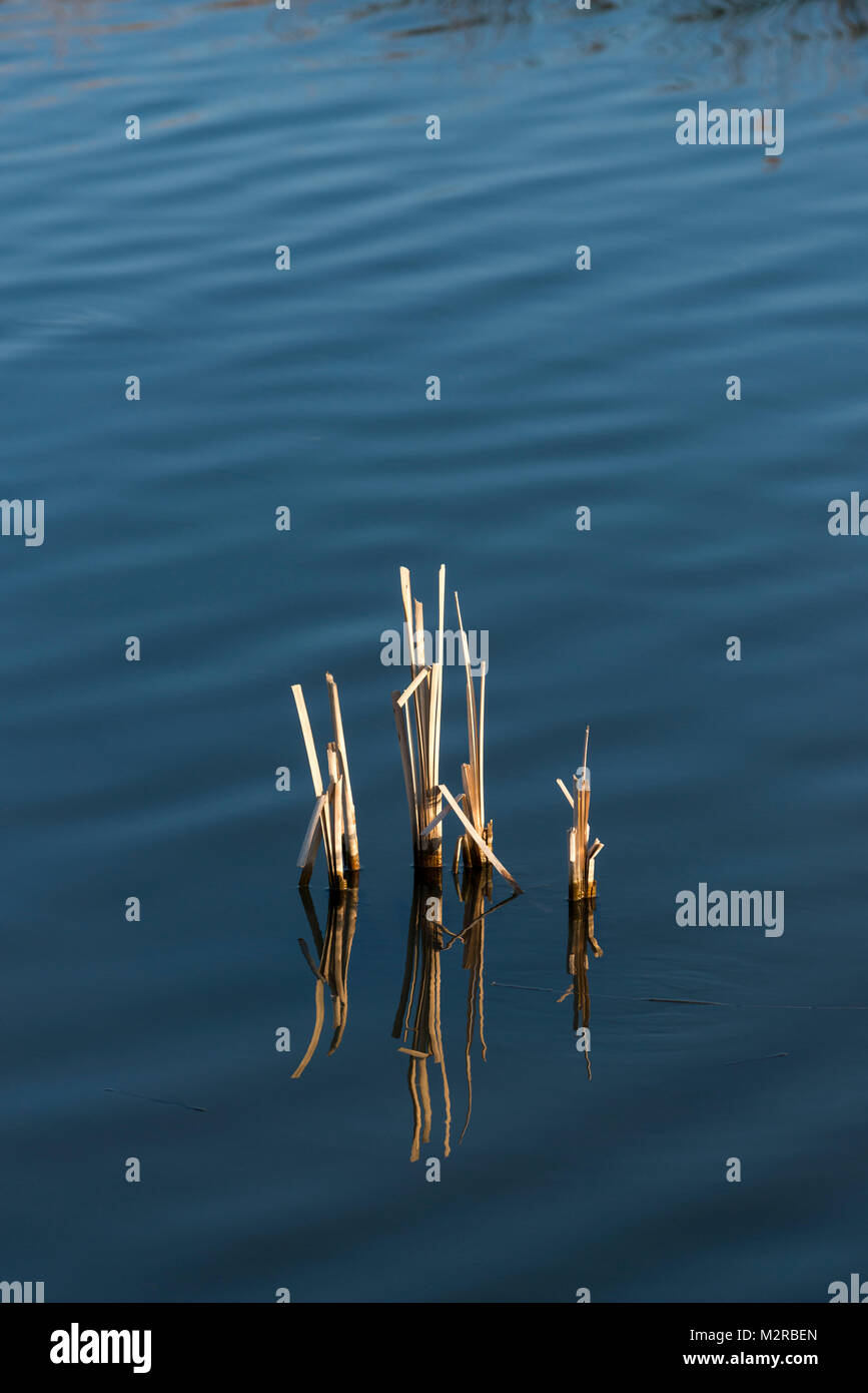 cut reed on a lake Stock Photo Alamy