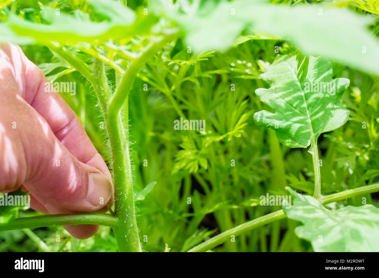 Pinching out tomato plant Stock Photo Alamy