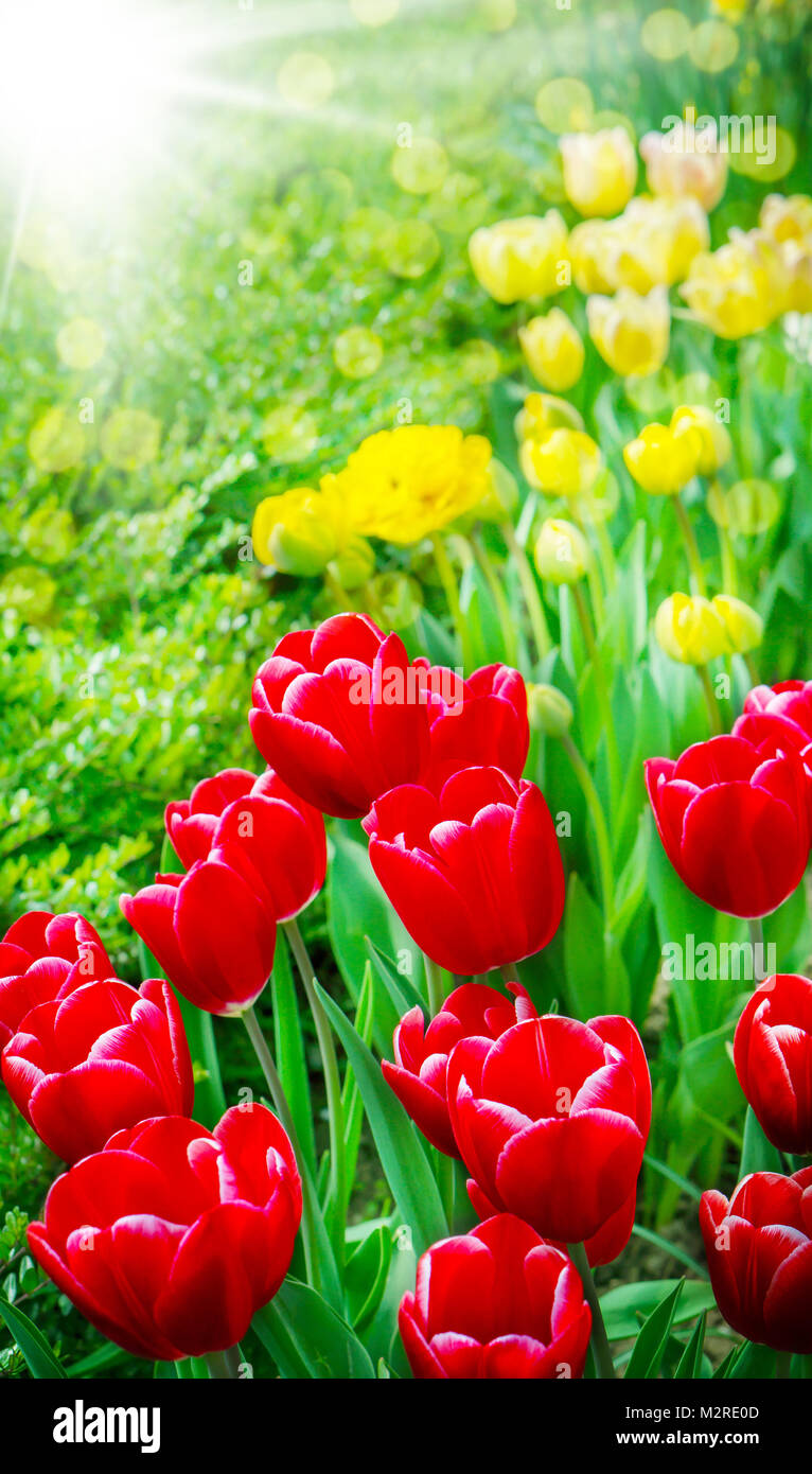 Tulips, spring greeting in the garden Stock Photo