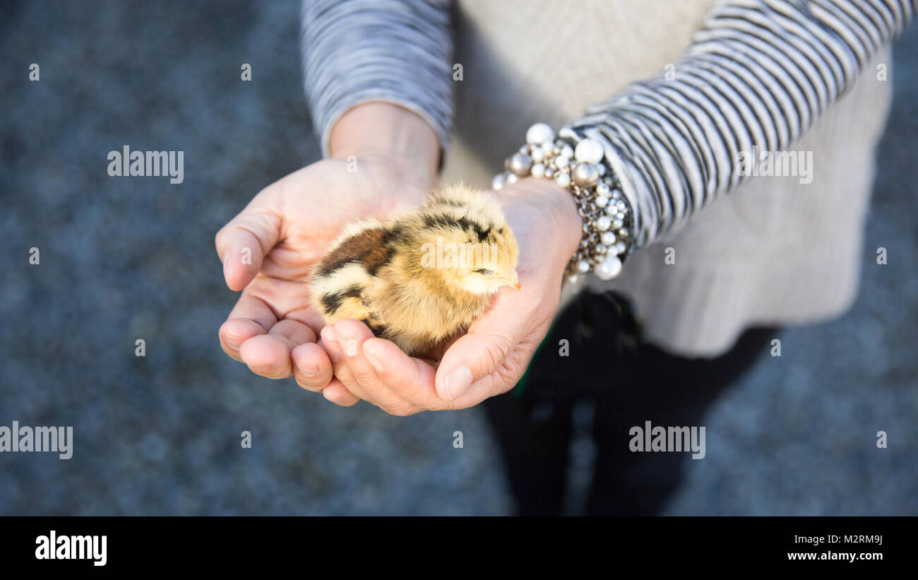 Close up of a Cute little chick held by female human hands in palms in California on an organic farm. Stock Photo