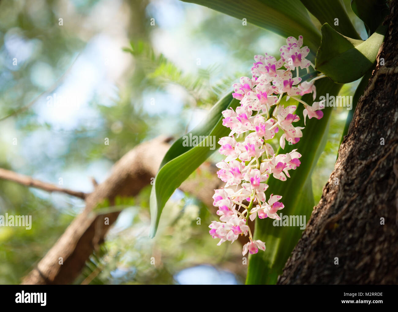 Changkra rhynchostylist gigantea inflorescence Orchids, Flower in Thailand. Stock Photo