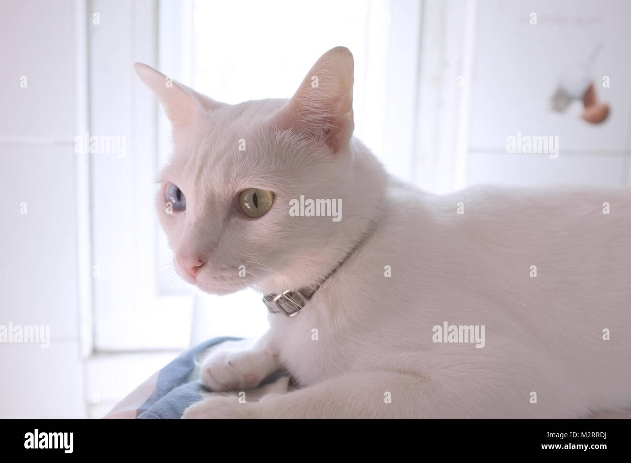White cat with gold eyes sale
