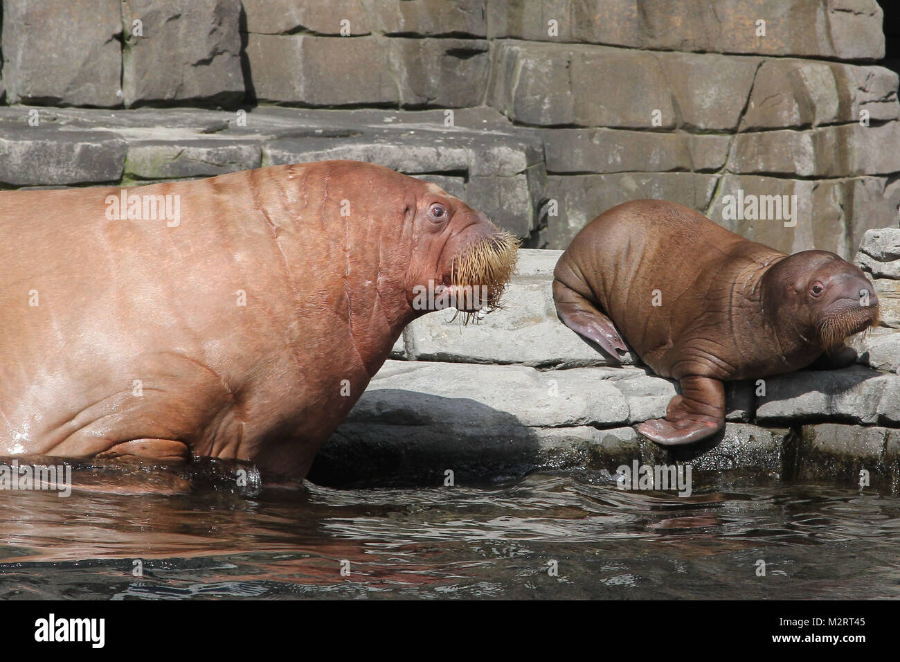 Walrosse, Walroesser, Hagenbecks Tiere geniessen noch einmal Sonnenstrahlen, Hamburg, August 2014 Stock Photo