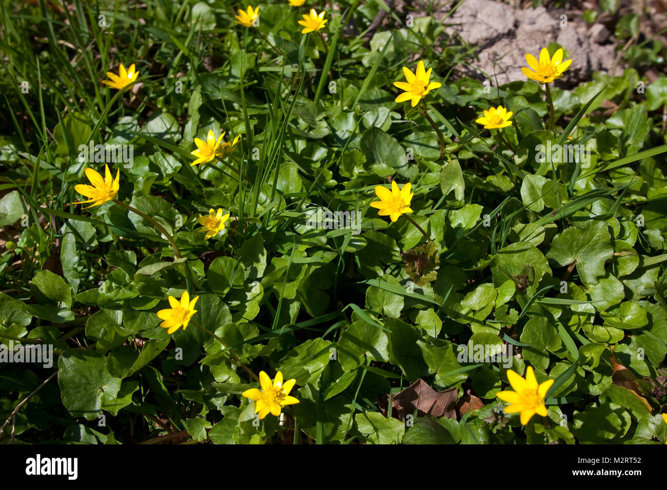 Scharbockskraut, Scharbocks-Kraut,  Frühlings-Scharbockkraut, Ranunculus ficaria, Ficaria verna, Lesser Celandine, Pilewort, Ficaire Stock Photo