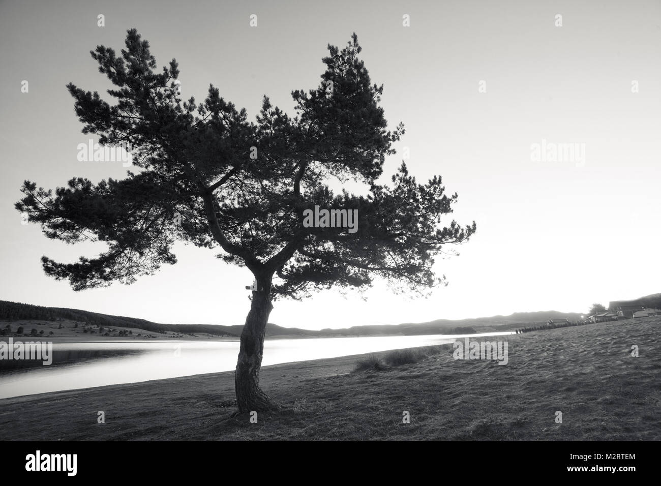 black and white landscape with lonely tree Stock Photo - Alamy