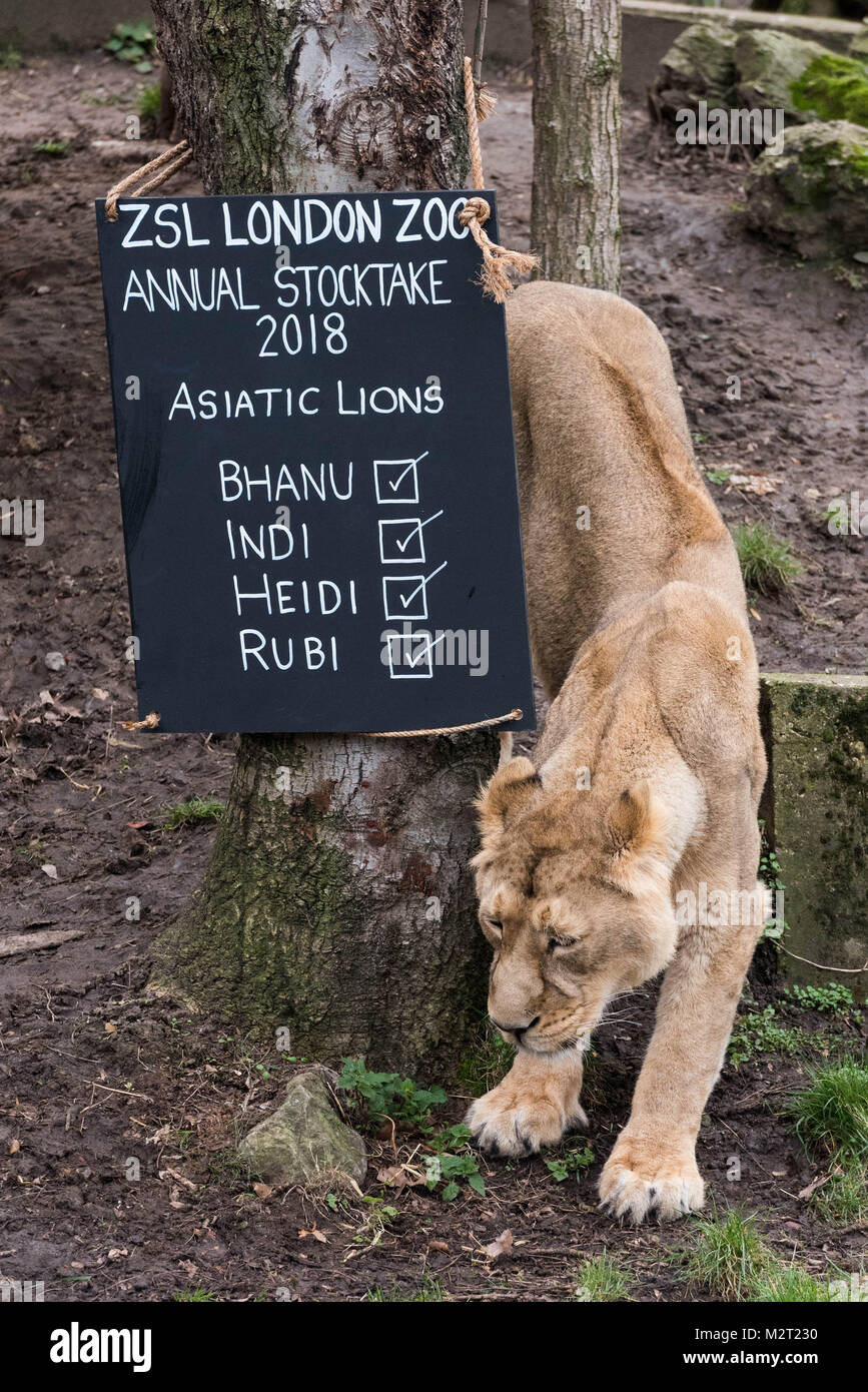London, UK. 7th Feb, 2018. An Asiatic lion is counted as part of the ZSL London Zoo annual stocktake in London, Britain on Feb. 7, 2018. Credit: Ray Tang/Xinhua/Alamy Live News Stock Photo
