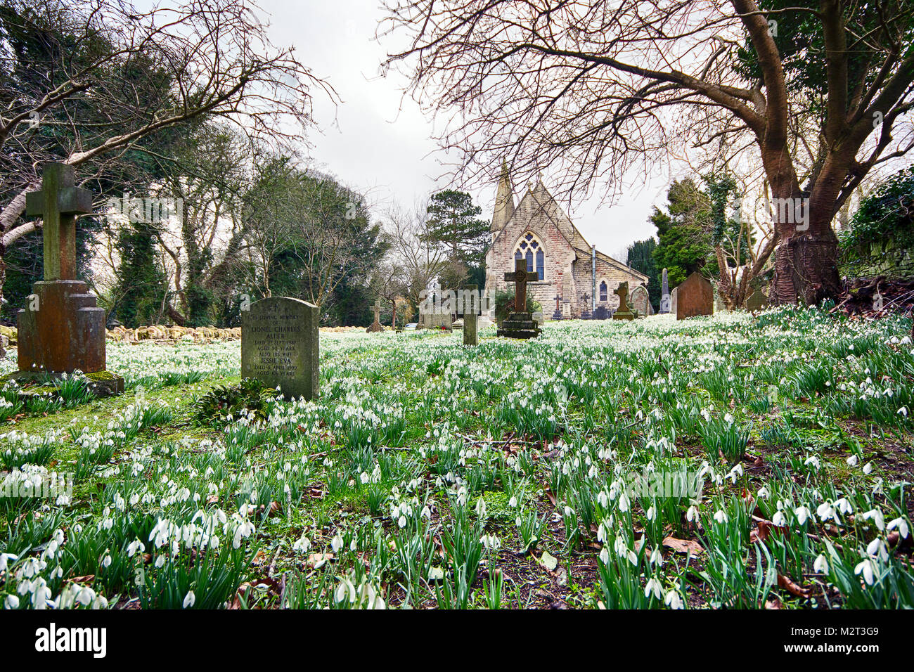 Edge, Gloucestershire, UK. 8th Feb, 2018. A carpet of snowdrops in full bloom at The Parish Church of St John the Baptist in Edge near Stroud, Gloucestershire. Picture: Carl Hewlett/Alamy Live News Stock Photo