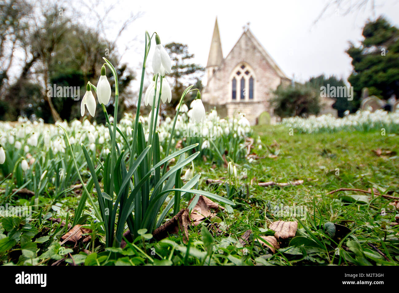 Edge, Gloucestershire, UK. 8th Feb, 2018. A carpet of snowdrops in full bloom at The Parish Church of St John the Baptist in Edge near Stroud, Gloucestershire. Picture: Carl Hewlett/Alamy Live News Stock Photo