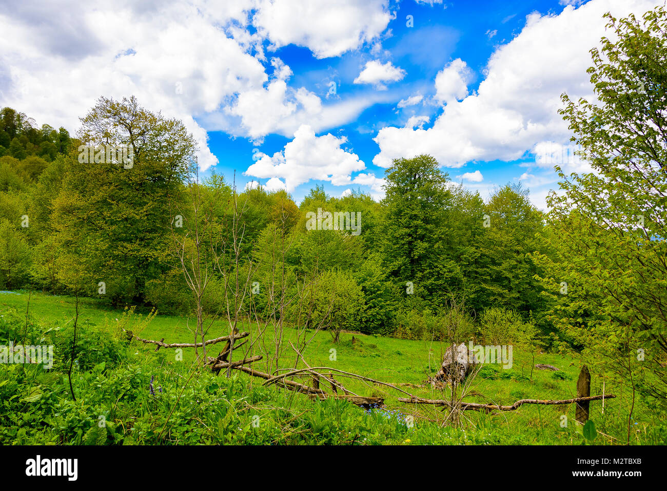 Green lush forest with evergreens under puffy clouds and blue sky Stock ...