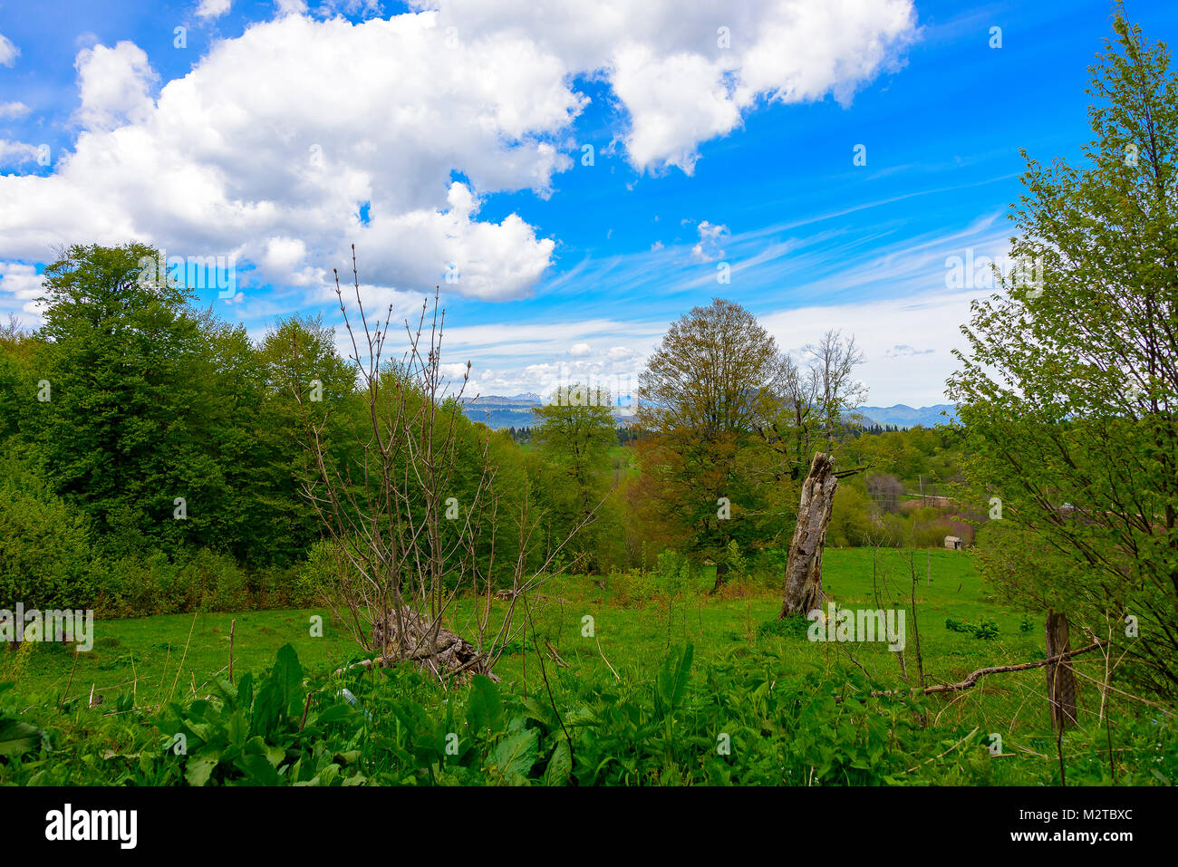 Green lush forest with evergreens under puffy clouds and blue sky Stock ...
