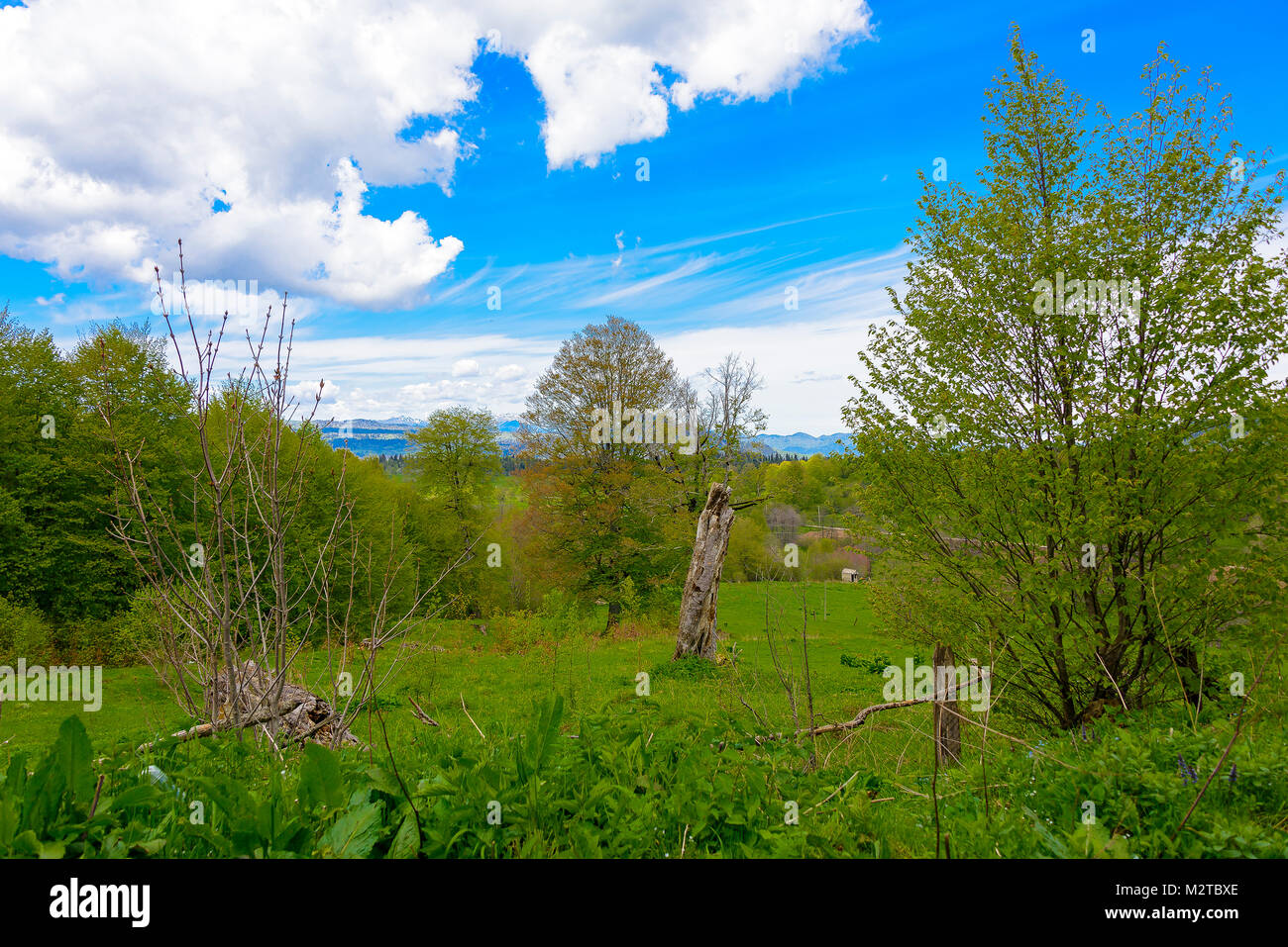 Green lush forest with evergreens under puffy clouds and blue sky Stock ...