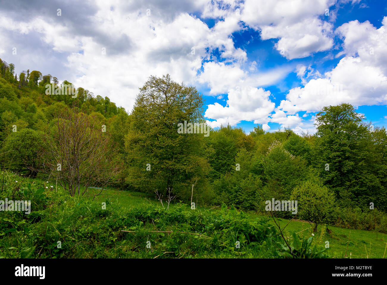 Green lush forest with evergreens under puffy clouds and blue sky Stock ...