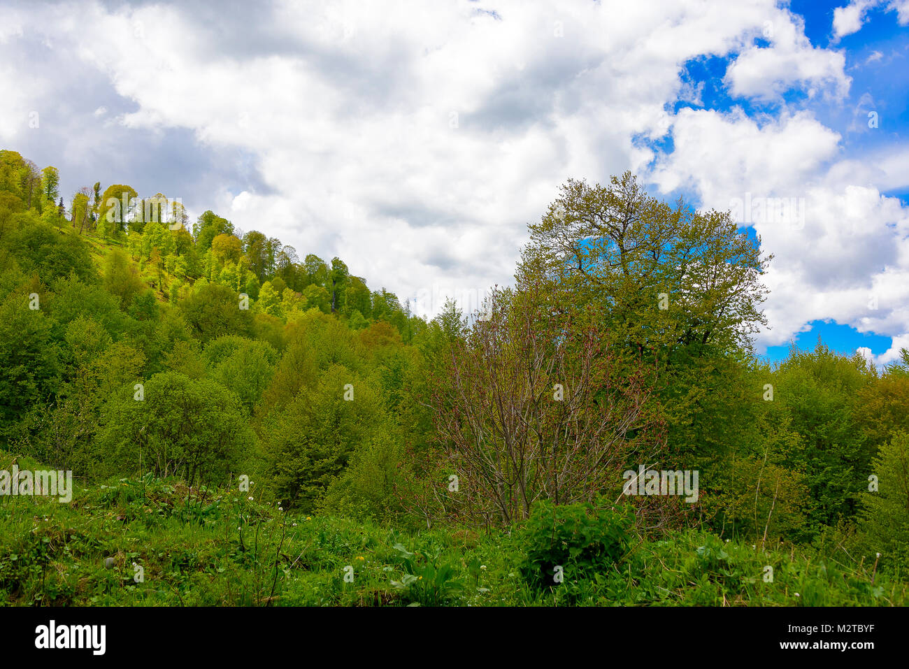 Green lush forest with evergreens under puffy clouds and blue sky Stock ...