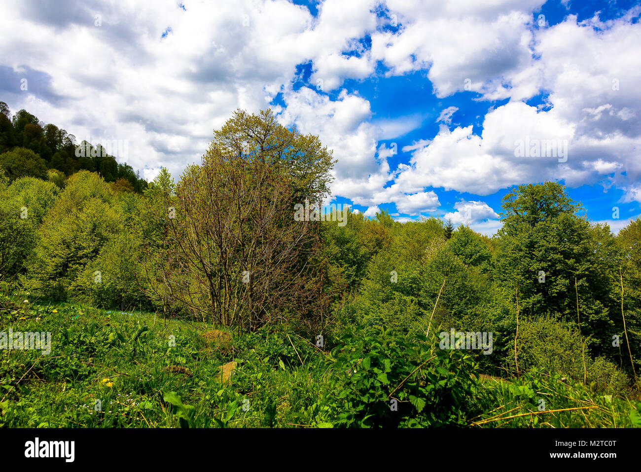 Green lush forest with evergreens under puffy clouds and blue sky Stock ...