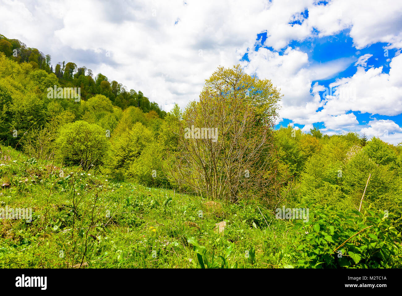 Green lush forest with evergreens under puffy clouds and blue sky Stock ...