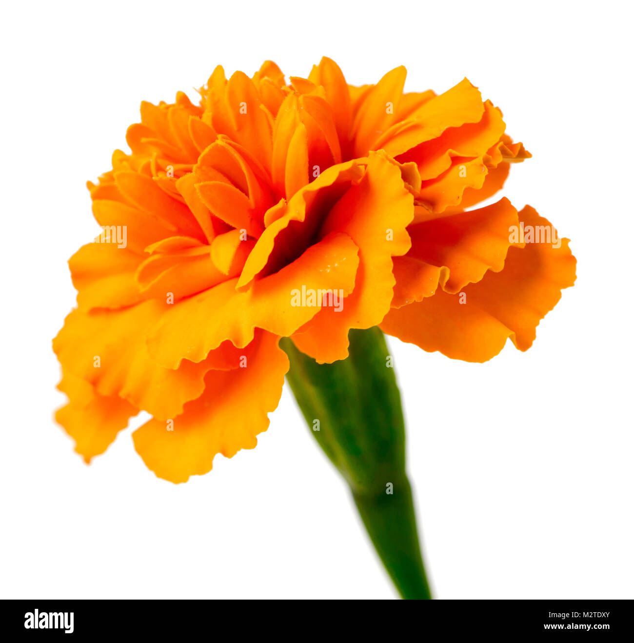 fresh marigold flowers isolated on white background Stock Photo Alamy