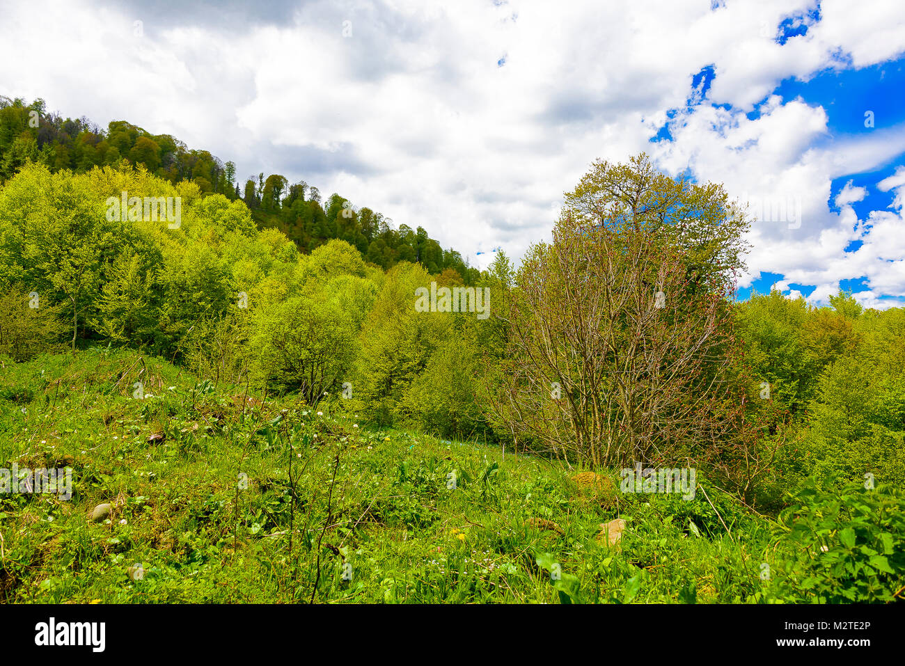 Lush evergreen forest hi-res stock photography and images - Alamy