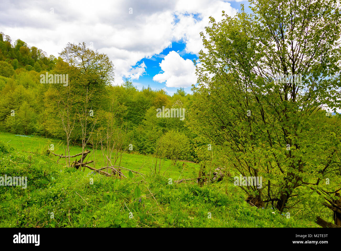 Green lush forest with evergreens under puffy clouds and blue sky Stock ...