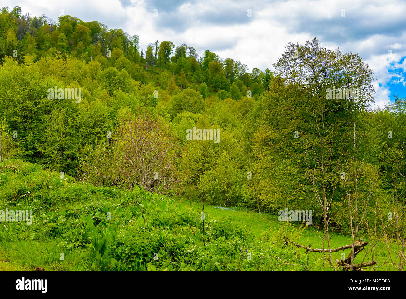 Green lush forest with evergreens under puffy clouds and blue sky Stock ...