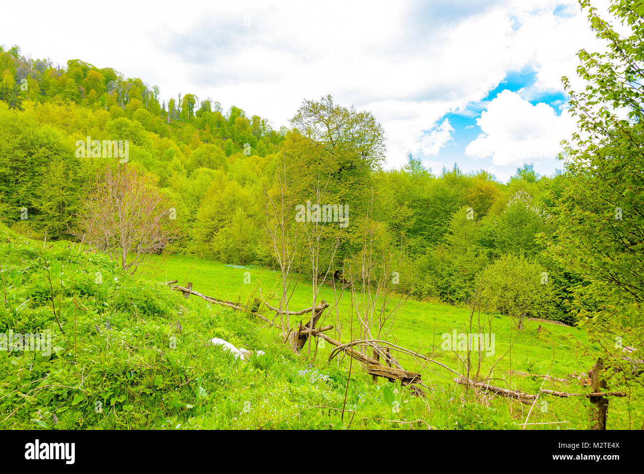 Green lush forest with evergreens under puffy clouds and blue sky Stock ...