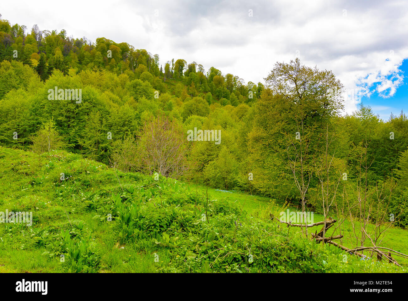 Green lush forest with evergreens under puffy clouds and blue sky Stock ...