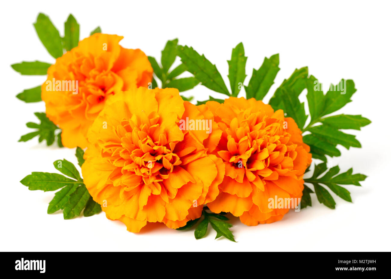 Fresh marigold flowers hi-res stock photography and images - Alamy
