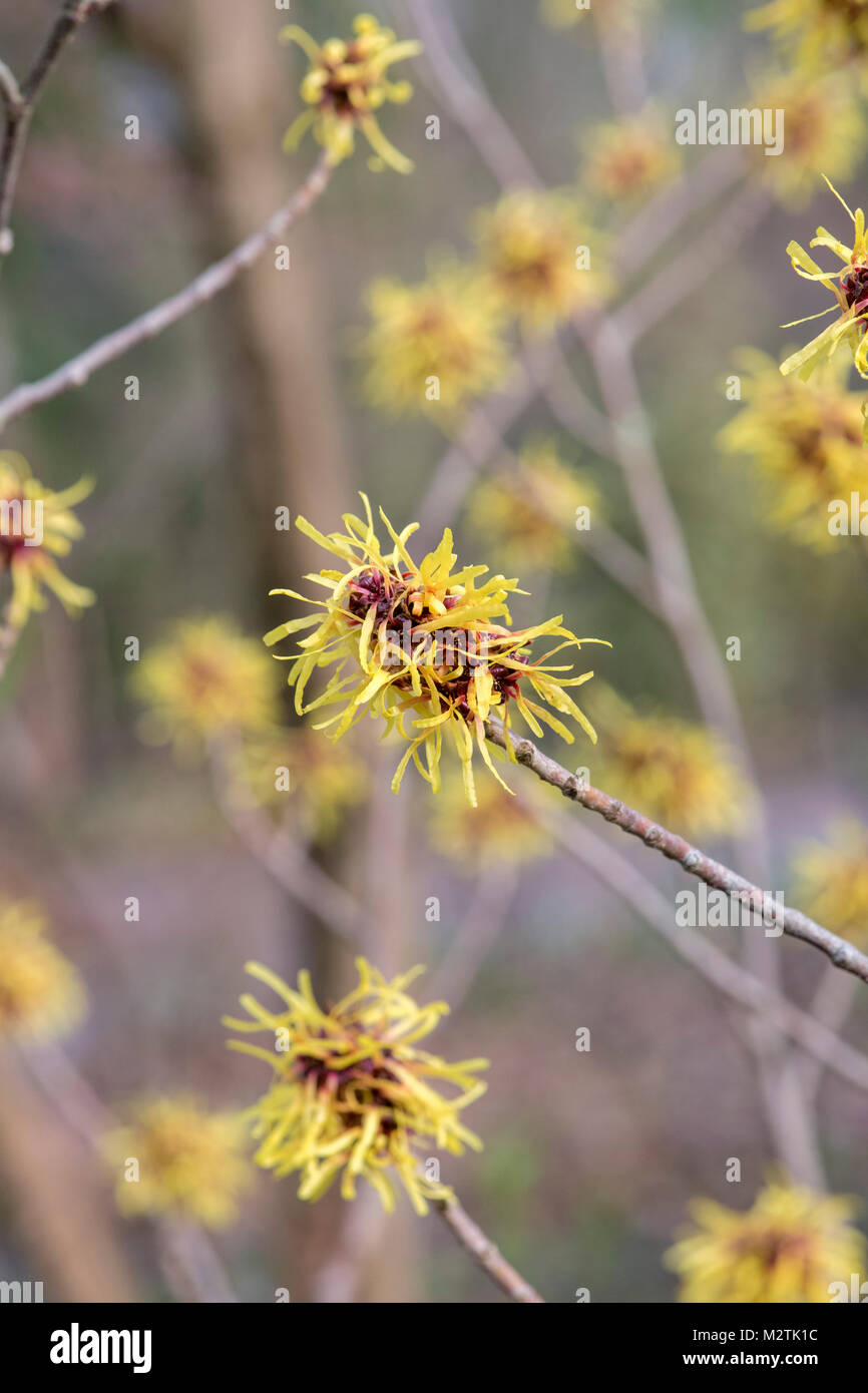 Hamamelis mollis 'Imperialis'. Witch hazel 'Imperialis' flowering in winter. RHS Wisley Gardens, Surrey, UK Stock Photo