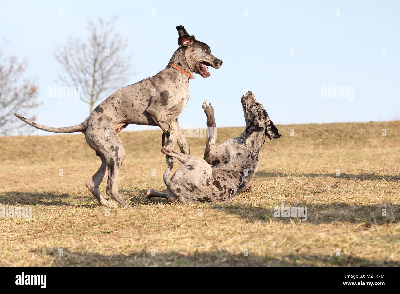Danes puppy hires stock photography and images Alamy