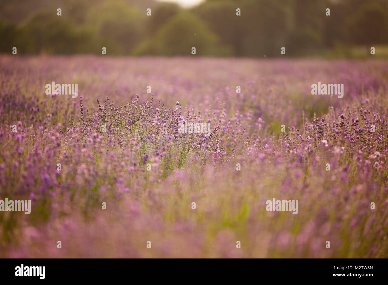 Lavender field close to Detmold in East Westphalia. Stock Photo