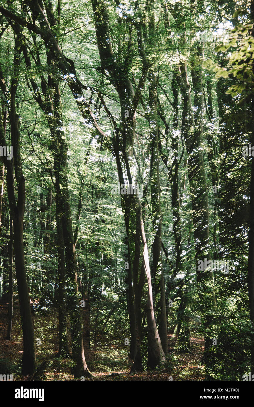 Double exposure hi-res stock photography and images - Alamy