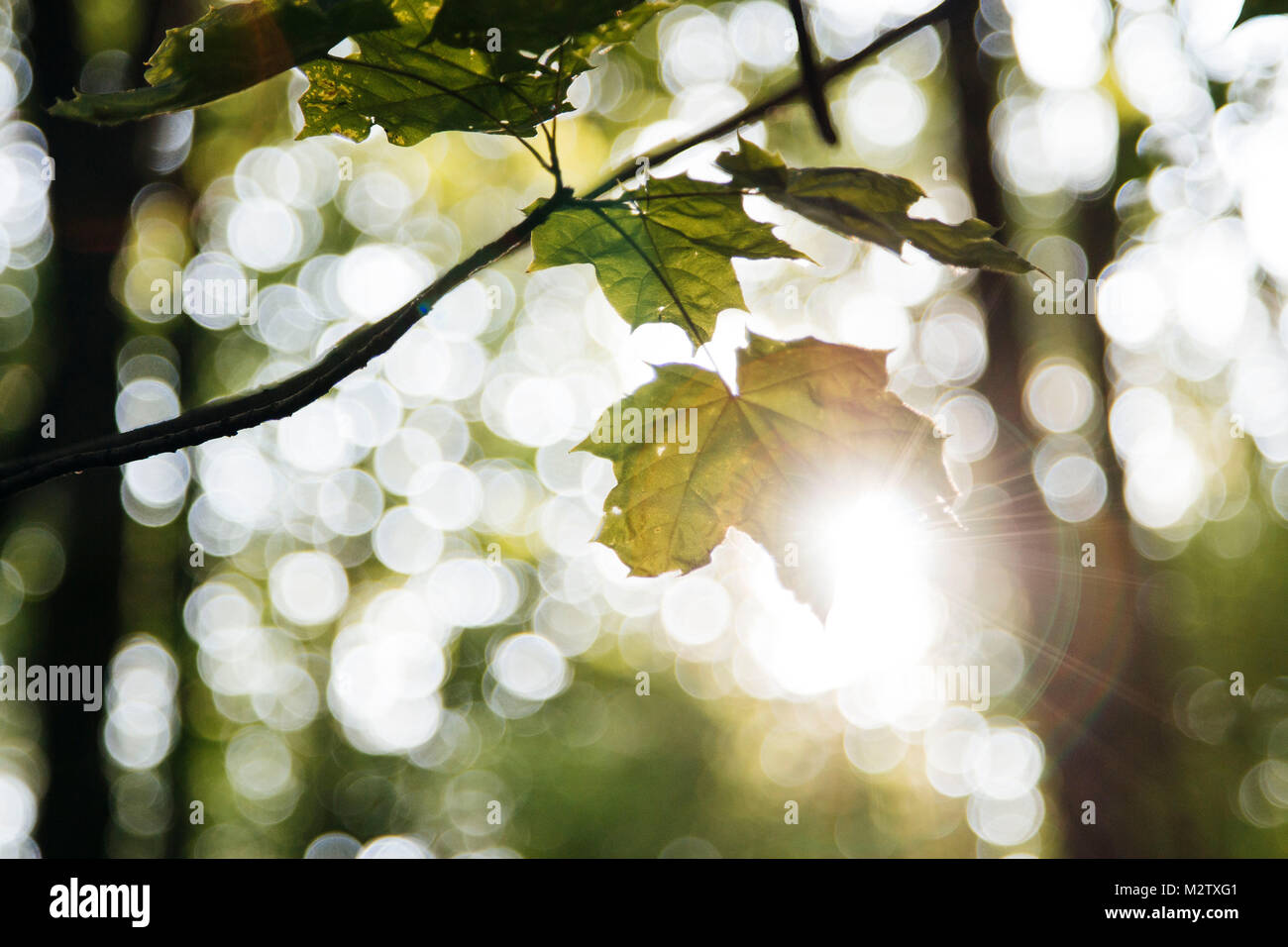 Bright green fresh foliage in the forest in the sunlight. Stock Photo