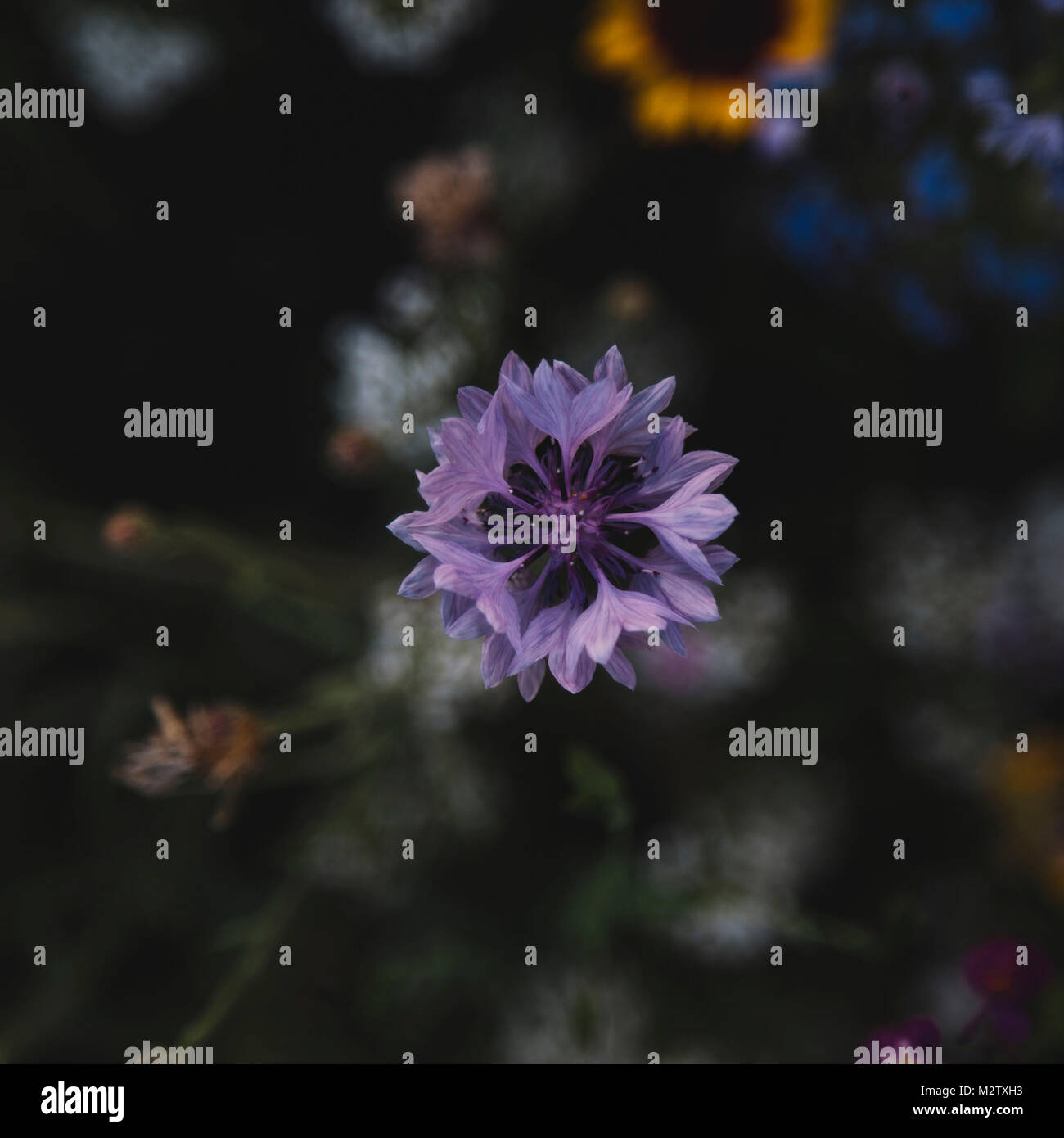 Summer flowers meadows on the roadsides in Bielefeld Stock Photo Alamy