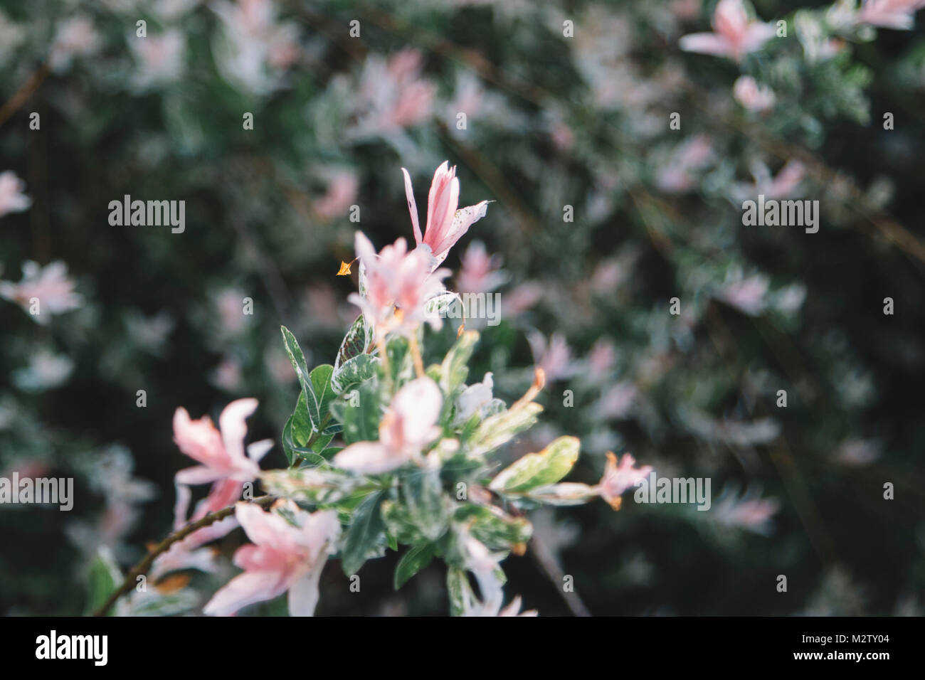 weigela' Nana Variegata' Stock Photo - Alamy